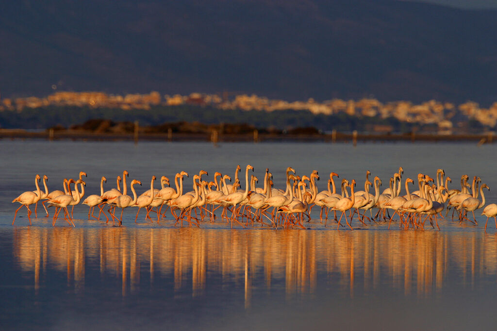 Grand Tour of Catalonia: Flamingos in the Ebro Delta