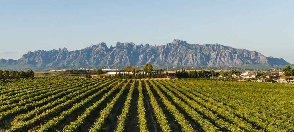 Grand Tour of Catalonia: Vineyards of the Raventós Rosell cellars